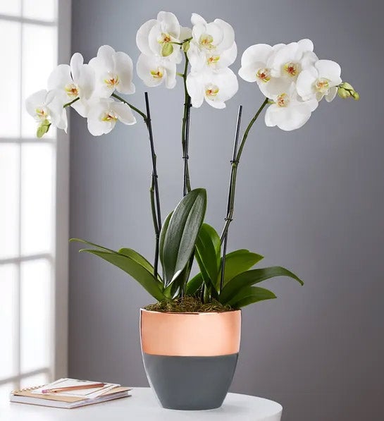 https://www.flowers.com/blog/wp content/uploads///womens day gifts with Serenity Orchid Garden